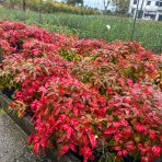 Nandina domáca (Nandina domestica) ´FIRE POWER´ - výška 40-50 cm, kont. P13